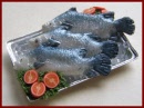 SA322 Tray of Fish on Ice