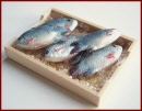 SA338 Tray of Fish on Ice